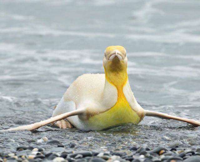 Captan a pingüino amarillo al sur de Georgia, fotografía se viraliza