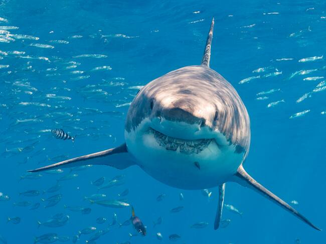 Exposición de tiburones