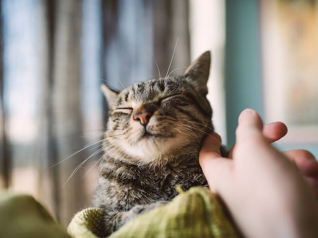 Un gato