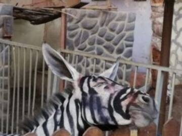 Zológico pinta rayas negras a los burros para hacerlos pasar por cebras