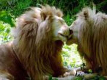 Los "leones gay" de Kenia