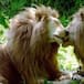 Los "leones gay" de Kenia