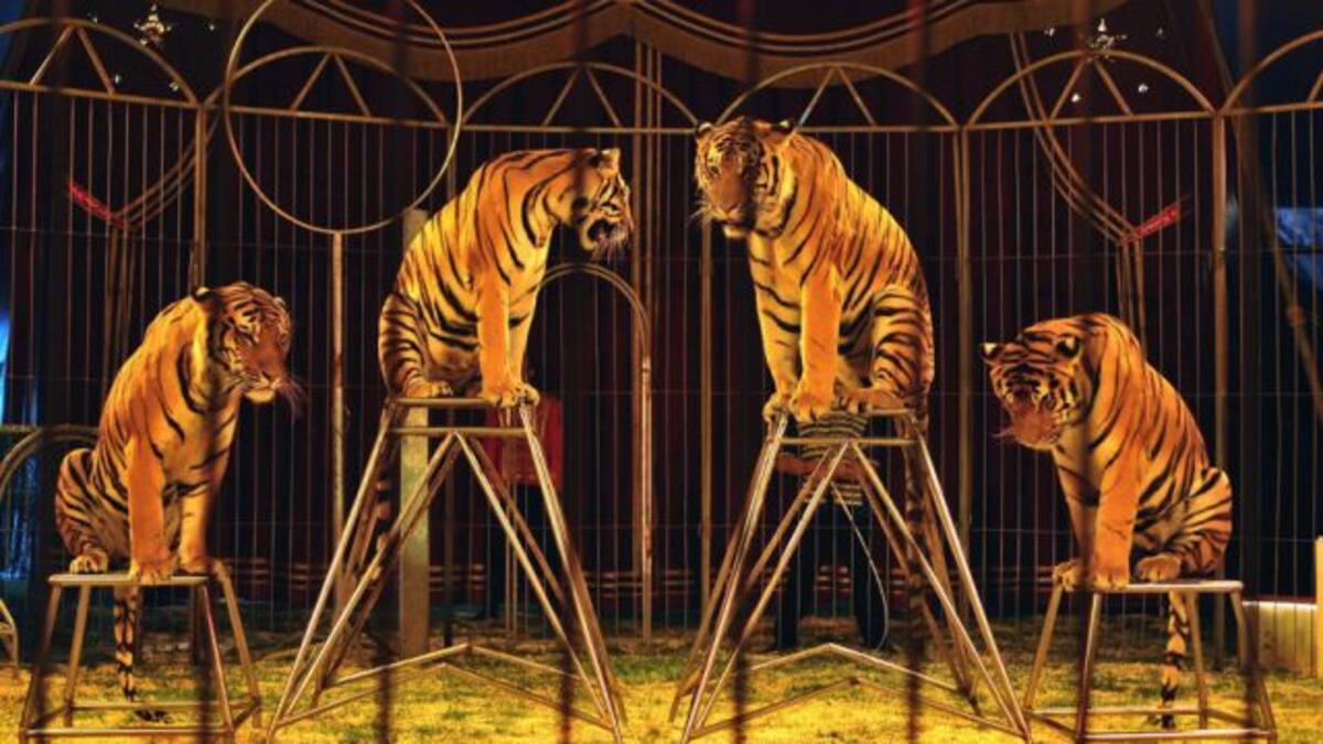 ¡¡No más shows con animales!!