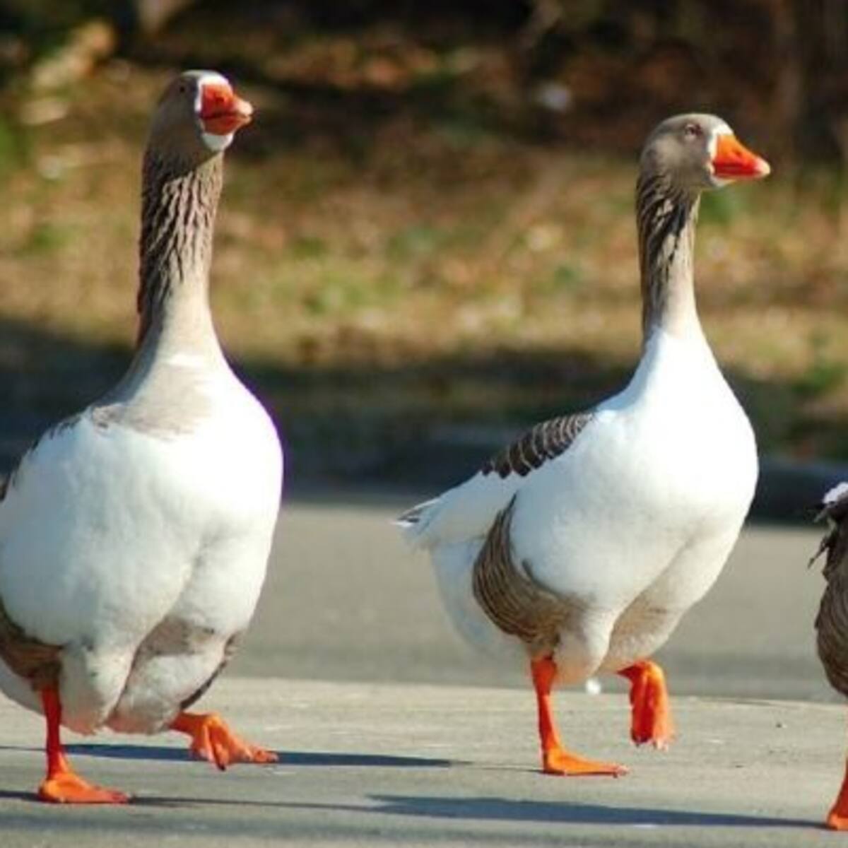 Golfista es atacado por gansos