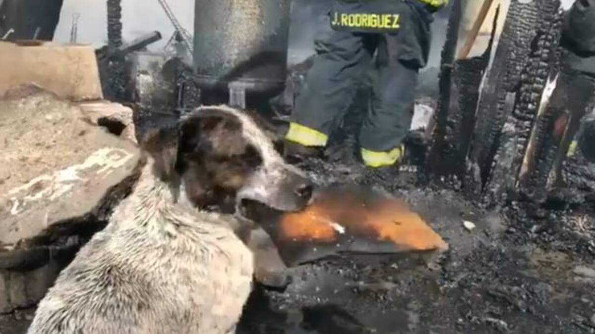 Perrito llora al ver que se incendió el lugar donde dormía