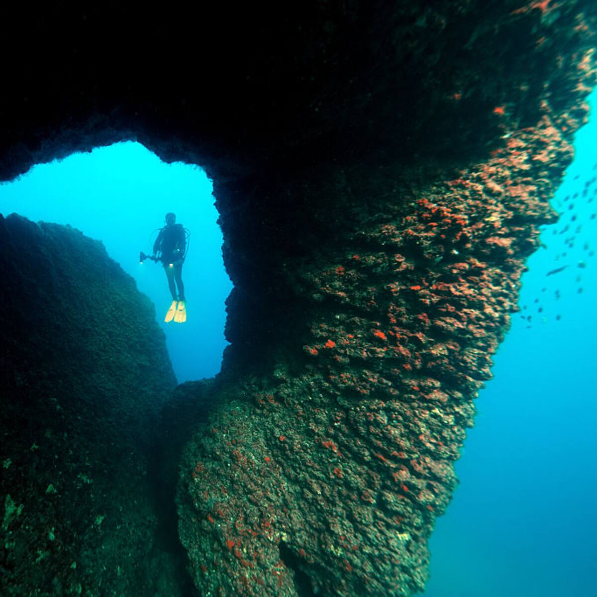 Muere influencer de buceo y defensora de los océanos a los 36 años