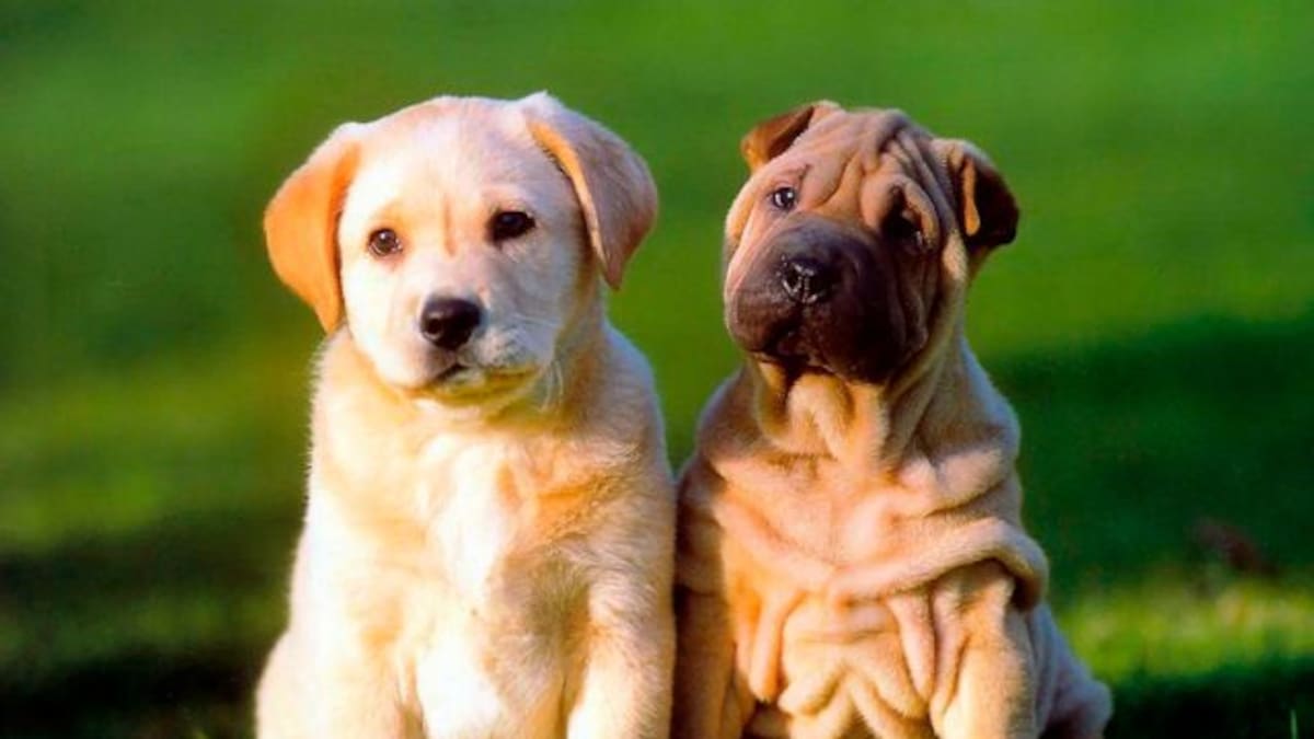 Lanzan App tipo "Tinder" para adoptar perritos