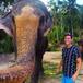 Un elefante le roba el móvil y hace un selfie viral