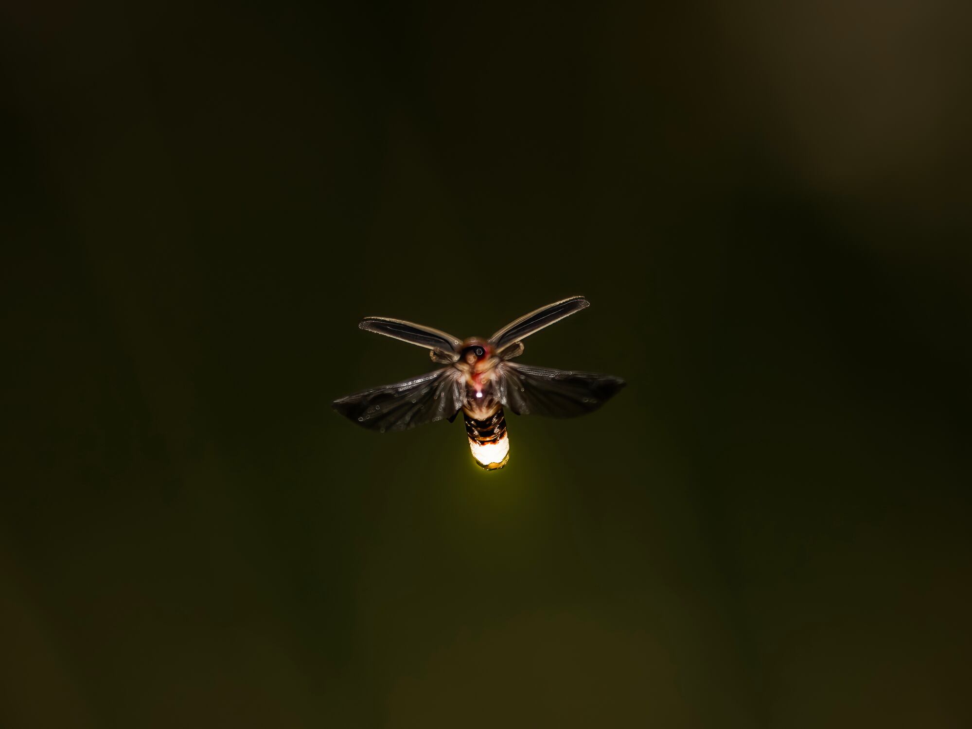 Luciérnagas en México