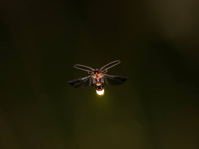 Luciérnagas en México