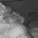 Serpiente ataca a una mujer mientras duerme