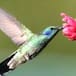 ¿Por qué no vemos tantos colibríes?
