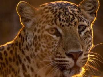Leopardo camuflado entre las rocas se hace viral