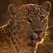 Leopardo camuflado entre las rocas se hace viral