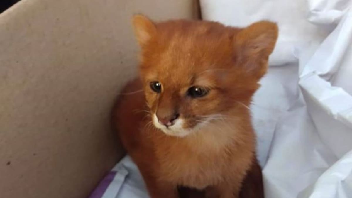 Rescata a un gatito, descubre que es un puma bebé