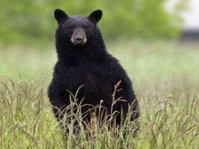 Luego de ser rescatado este grandioso oso fue llenado de amor