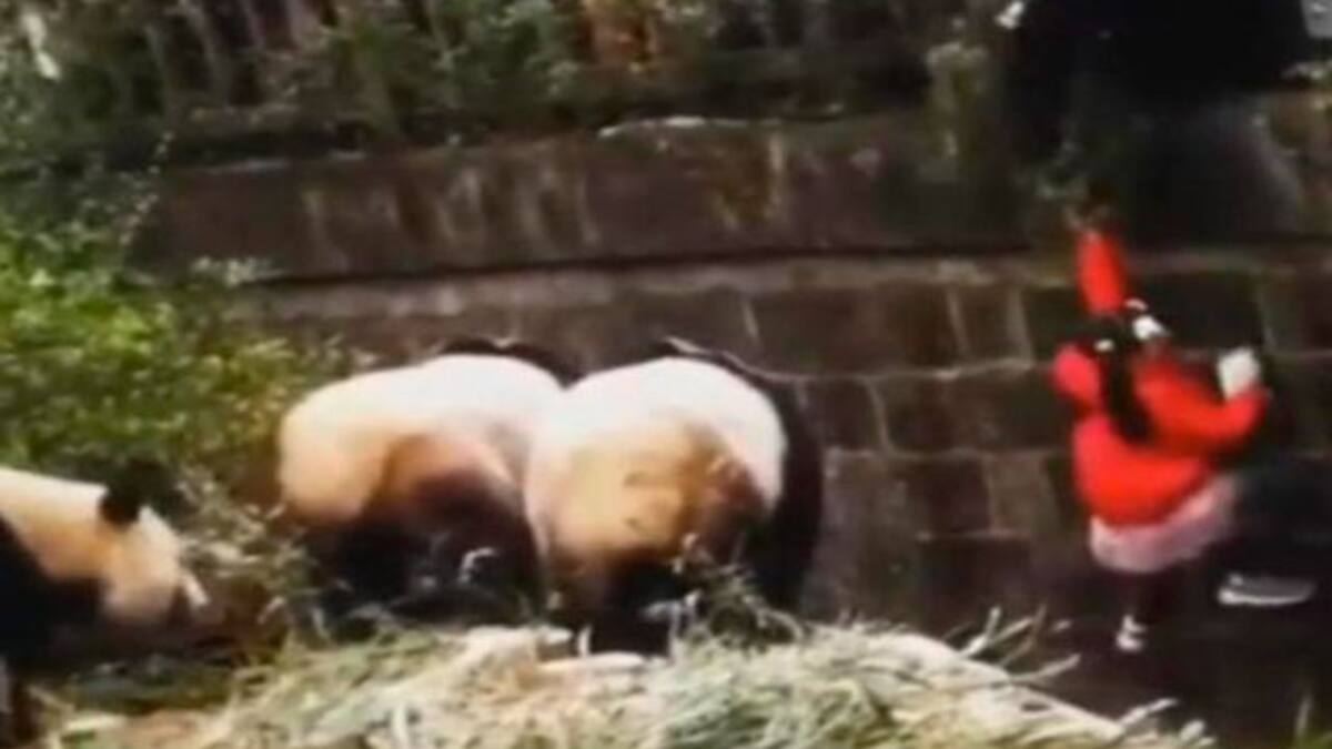 Niña cae a jaula de osos panda; este fue el inesperado desenlace