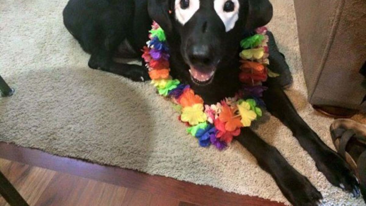 Rowdy es un labrador con vitiligo