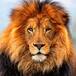 #Top Ten: Si Fuera Un Animal Sería…