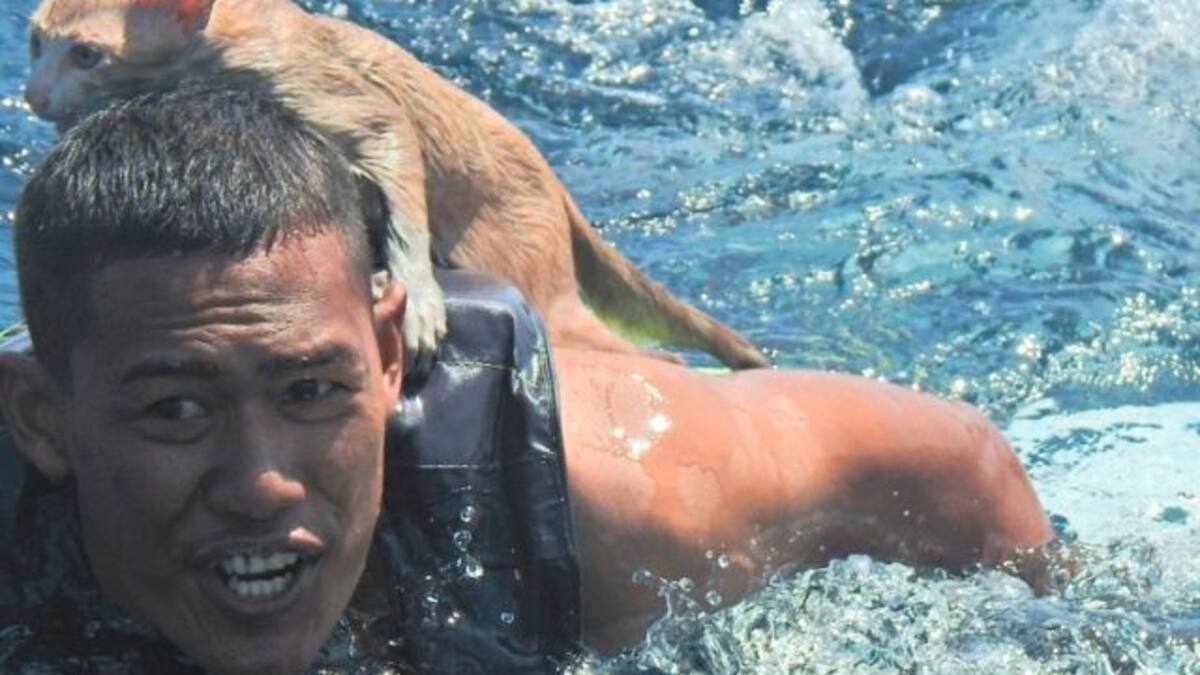 Rescatan a gatitos de un barco que se hundía en el mar de Tailandia