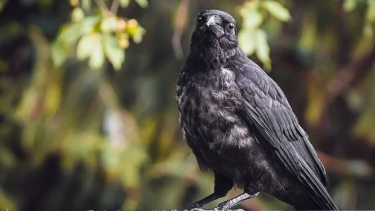 Una mujer se convirtió en la reina de los cuervos solo por alimentarlos