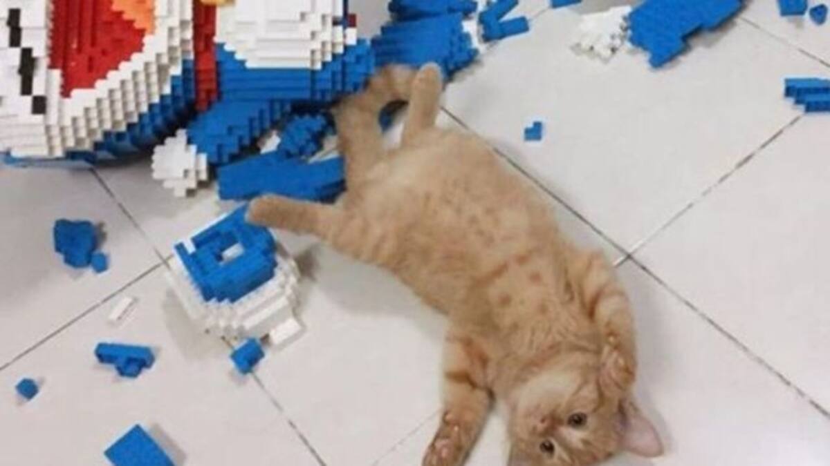 Armó una escultura de más de 2 mil pieza y su gatito la destruyó