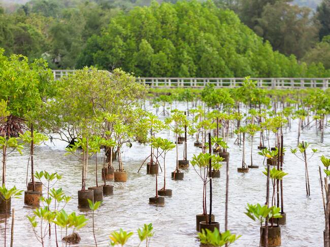 reforestación humedales