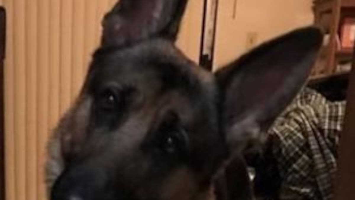 Rex, el perro que recibió cuatro disparos para salvar a su dueño