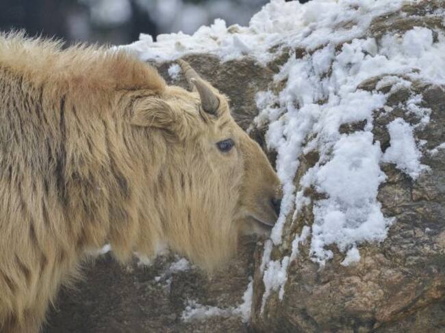 Takin, el híbrido entre vaca y cabra que conquista las redes