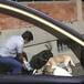 Taxista se detuvo para este hermoso gesto a unos perritos