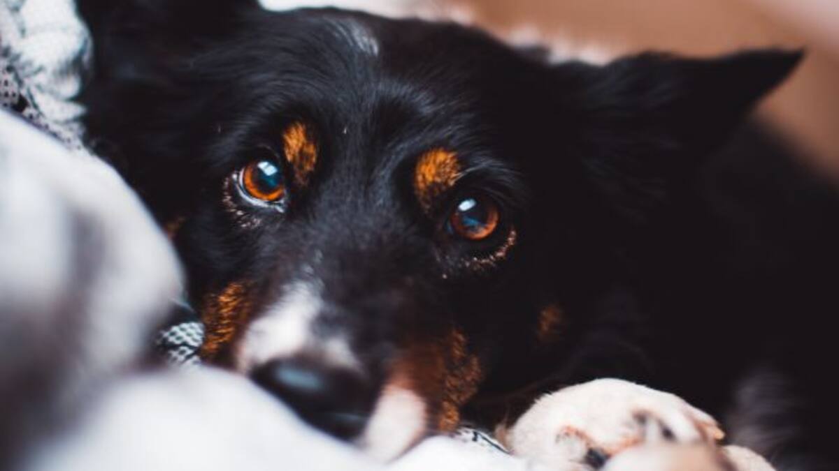 Cáncer de estómago es la enfermedad que te da por besar un perro