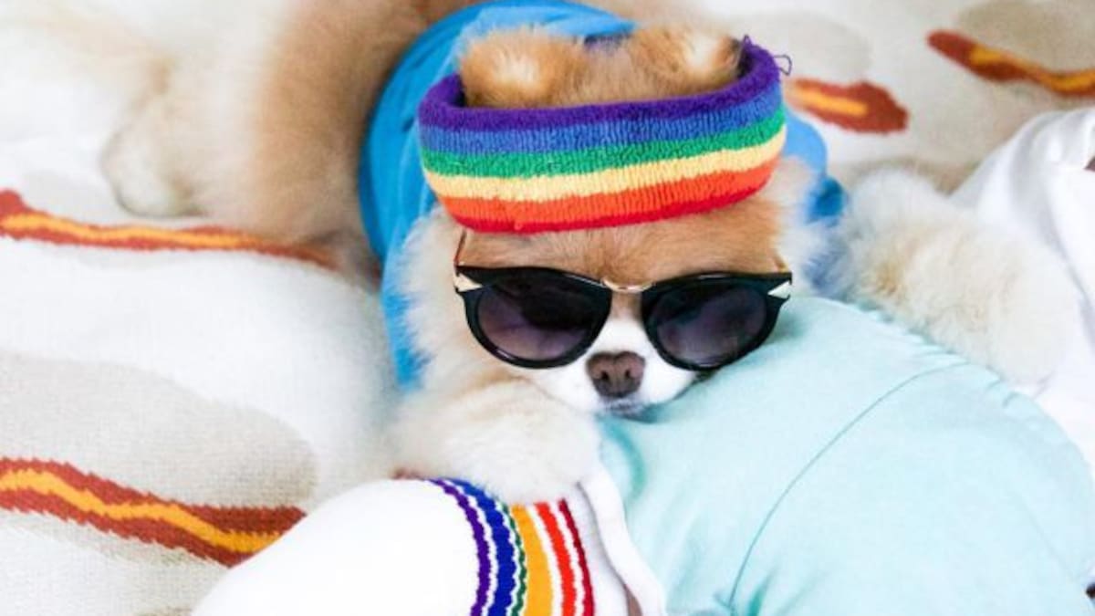 Este perrito tiene más seguidores que tú