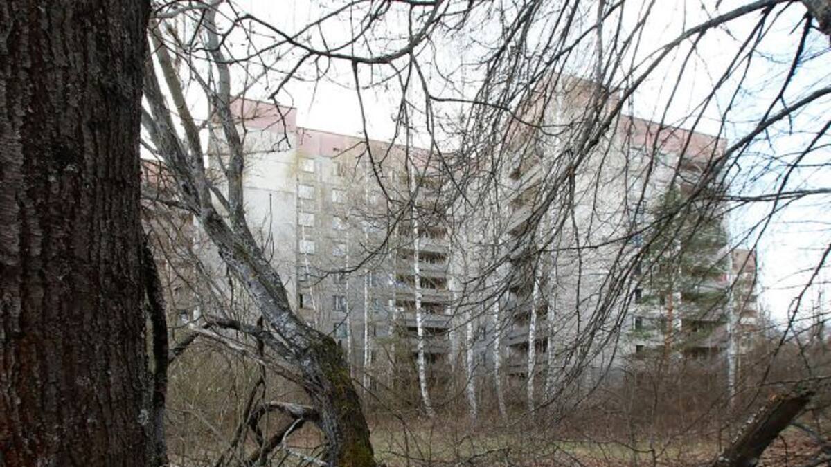 Así son los misteriosos caballos que viven en Chernóbil