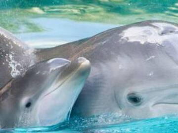 Una conversación entre dos delfines es grabada