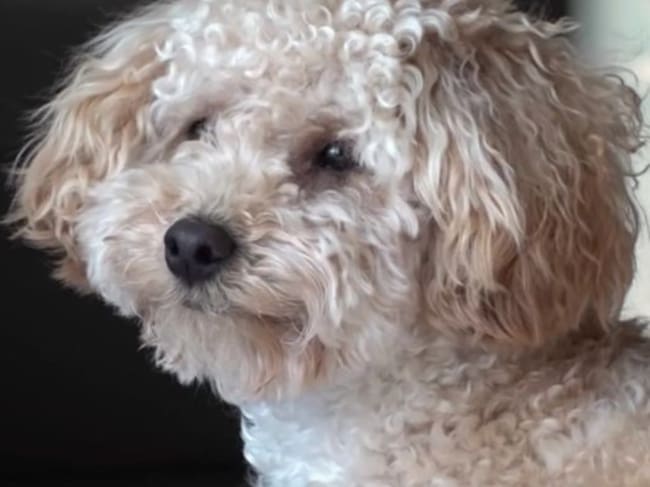 El pobre "Choco" no puede dormir tranquilo