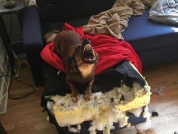 Perro endemoniado se convierte en una divertida batalla del Photoshop