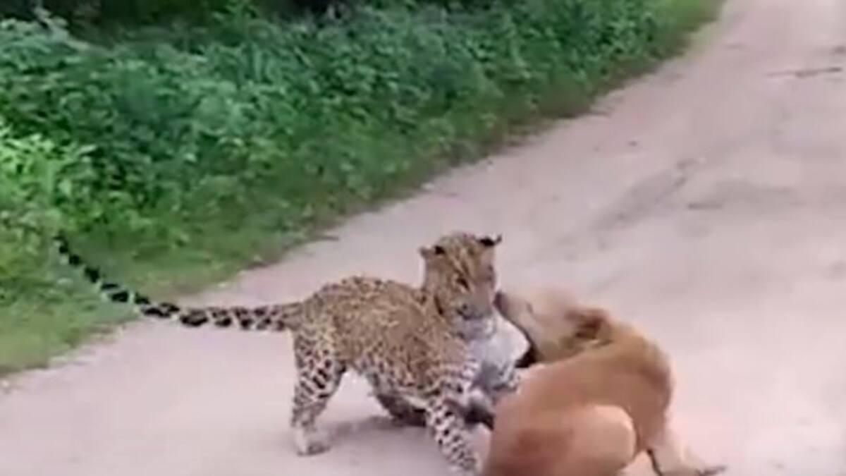 Perro callejero se enfrenta contra leopardo