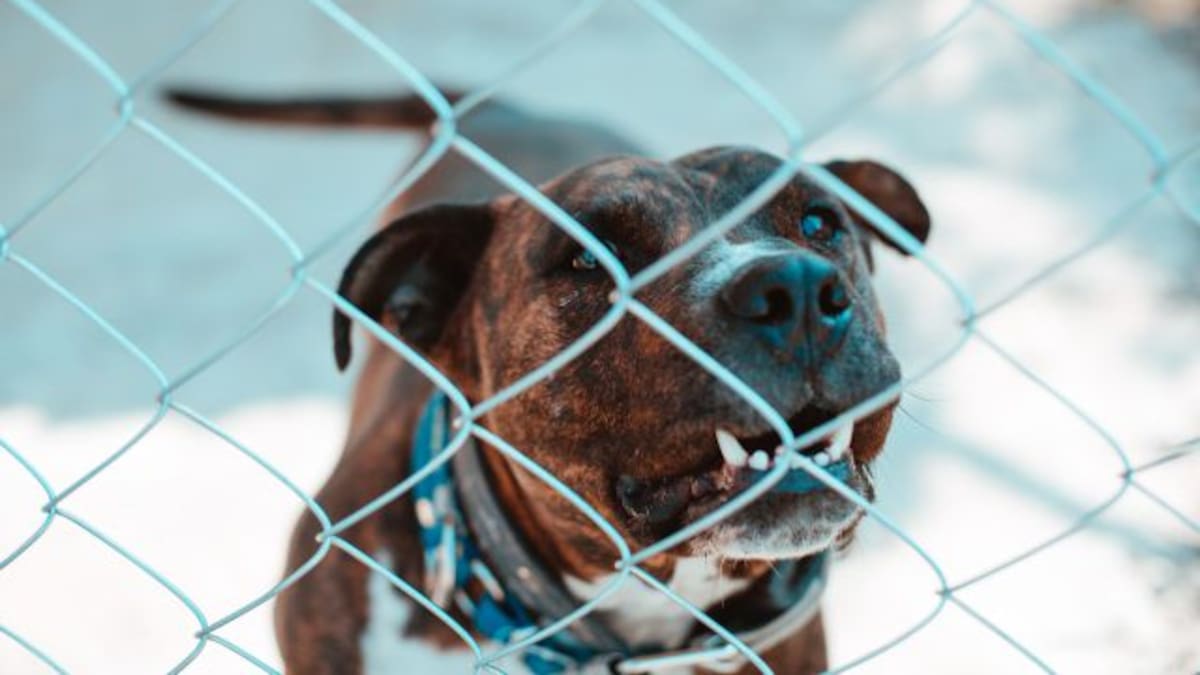 Pitbull rescata a niña de violador