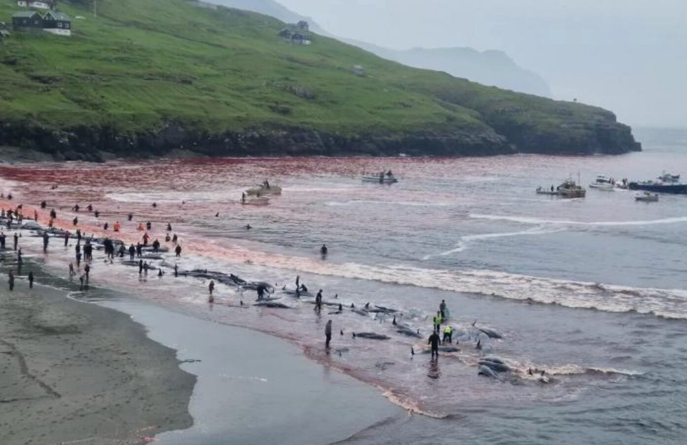 246 ballenas piloto fueron masacradas en nombre de la tradición