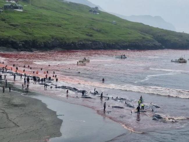 246 ballenas piloto fueron masacradas en nombre de la tradición