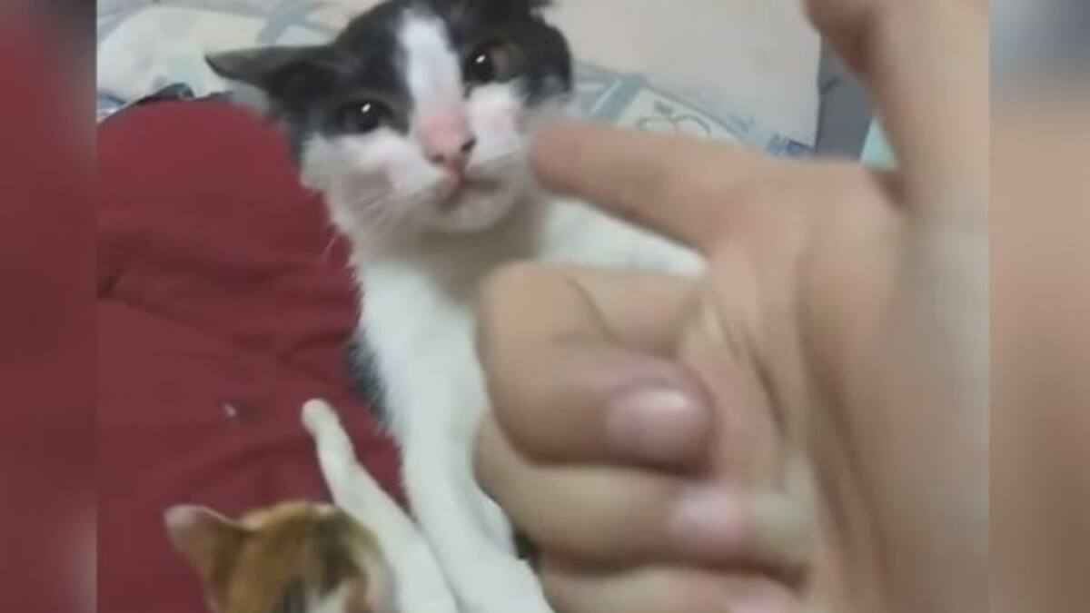 La viral actuación de este gatito te llenará de ternura