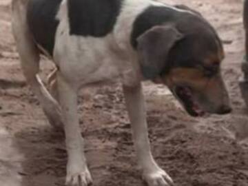 Perrito ayuda a encontrar a su familia que quedó atrapada por el volcán