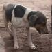 Perrito ayuda a encontrar a su familia que quedó atrapada por el volcán