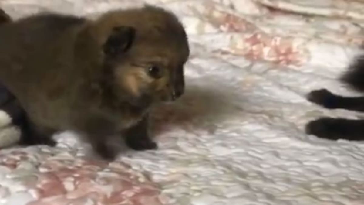 Cachorrito cae de la cama y se viraliza