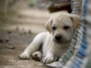 Adopción y el futbol chileno