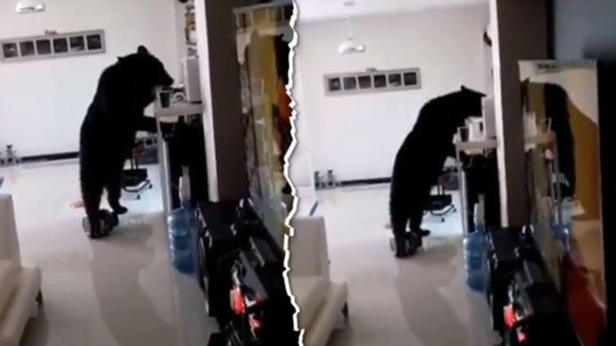 Oso irrumpe casa en Monterrey y toma café y juega con peluche