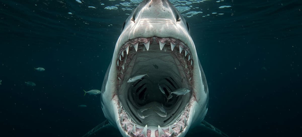 Película sobre tiburones en Netflix