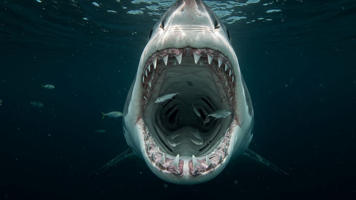 Netflix apuesta por esta película de terror con tiburones tras el éxito de “En las profundidades del Sena”