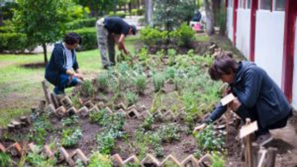 Curso para cultivar marihuana