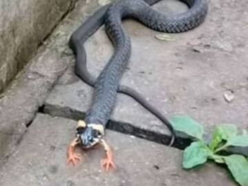¡Increíble! encuentran serpiente con patas